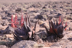 Aloe dhufarensis