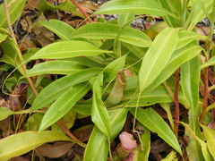 Nepenthes mirabilis