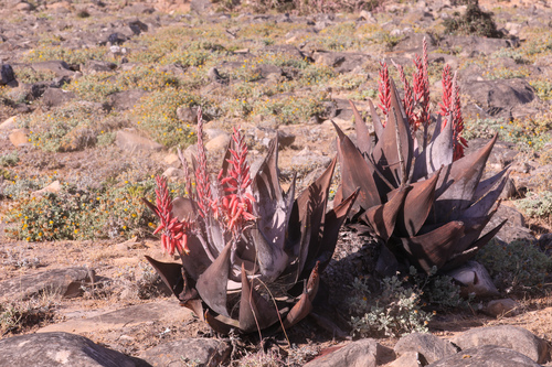Aloe dhufarensis, photograph 6