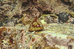 Gastropoda