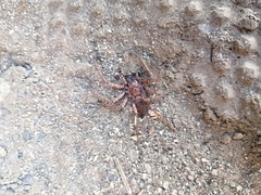 Tomopisthes horrendus
