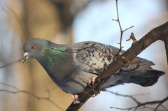 Columba livia domestica