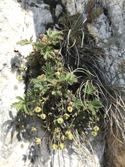 Potentilla pusilla