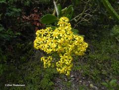 Acrisione denticulata