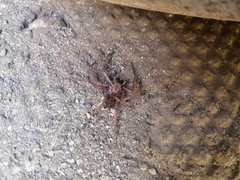 Tomopisthes horrendus