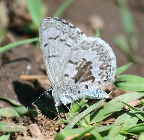 Northern Azure