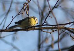 Cyanistes caeruleus