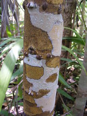 Calophyllum bicolor