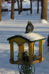 Columba livia domestica