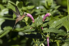 Phaethornis nattereri