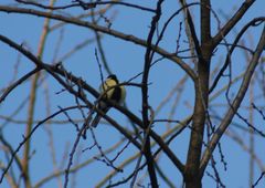 Parus major