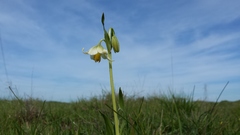 Fritillaria liliacea