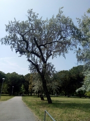 Elaeagnus angustifolia