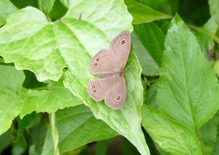 Ypthima angustipennis