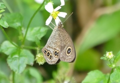 Ypthima angustipennis