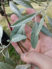 Elaeagnus angustifolia