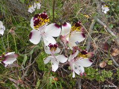 Alstroemeria pulchra