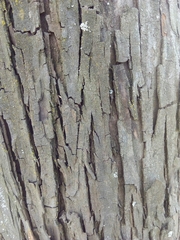 Elaeagnus angustifolia