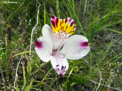Alstroemeria pulchra