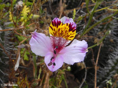 Alstroemeria pulchra