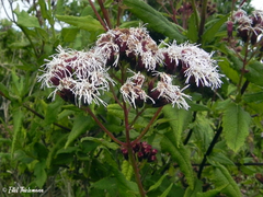 Aristeguietia salvia