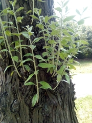Elaeagnus angustifolia