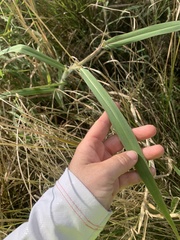 Urochloa mutica