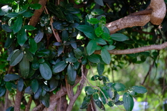 Thilachium africanum