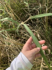 Urochloa mutica