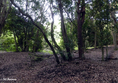 Beilschmiedia miersii