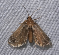 Luma