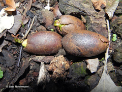 Beilschmiedia miersii