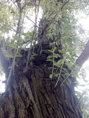 Elaeagnus angustifolia