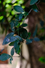 Thilachium africanum