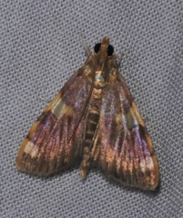 Rehimena phrynealis