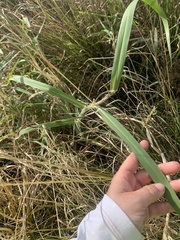 Urochloa mutica