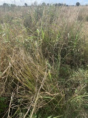 Urochloa mutica