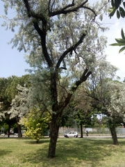Elaeagnus angustifolia