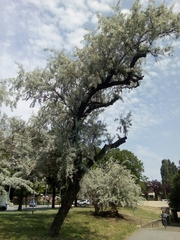 Elaeagnus angustifolia