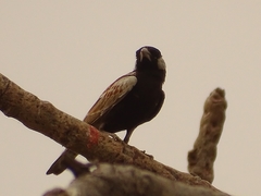 Eremopterix leucotis