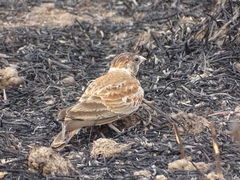 Eremopterix leucotis