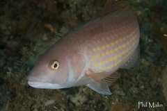 Pseudolabrus rubicundus