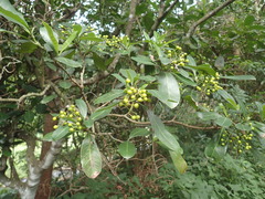 Psychotria capensis capensis