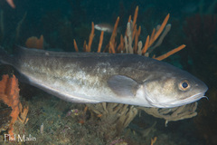 Pseudophycis palmata