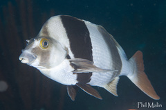 Black-Striped Morwong photo 5