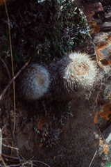 Aylostera fiebrigii