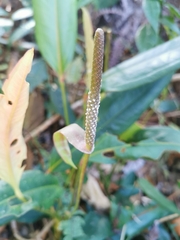 Anthurium microspadix
