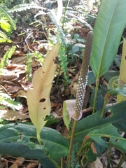 Anthurium microspadix