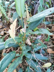Anthurium microspadix