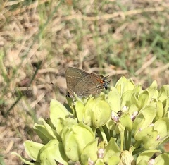 Satyrium favonius autolycus